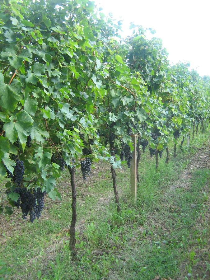 Borgo Di Corte - Alloggio Agrituristico Prestento Екстер'єр фото